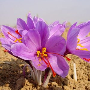 Kashmiri Saffron Mongra Strands Grade A+++